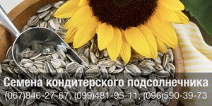 Купить семена подсолнечника кондитерских сортов