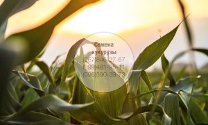 Купить семена кукурузы импортных гибридов для высокоурожайного земледелия. Посевная кукуруза оптом в Украине!