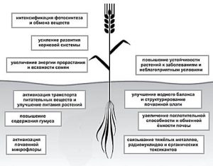 Купить гумат калия натрия в Украине – Эффективность гумата, воздействие на растения