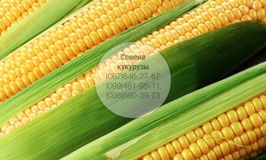 Купить семена кукурузы импортных гибридов для высокоурожайного земледелия