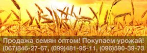 Купить семена оптом — предлагаем канадский посевной подсолнечник, пшеницу, рапс, гречиху, кукурузу, ячмень. Покупка урожая выгодно!