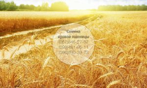 Купить семена яровой пшеницы. Канадские семена пшеницы двуручки, оптом в Украине