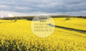Купить семена рапса в Украине — Канадский гибрид рапса для высокодоходного земледелия
