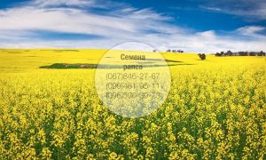 Купить семена рапса в Украине — Канадский гибрид рапса для высокодоходного земледелия