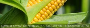 Купить семена кукурузы оптом — канадские гибриды
