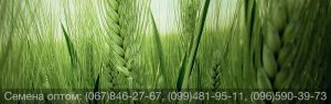 Купить семена пшеницы яровой оптом — канадские сорта