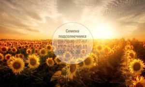 Купить семена подсолнечника оптом — канадские и украинские сорта и гибриды