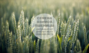 Купить семена озимой пшеницы — Канадская трансгенная посевная пшеница оптом в Украине