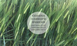Купить семена озимого ячменя — Канадский посевной материал в Украине оптом