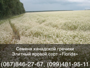 Семена яровой гречихи — элитный канадский сорт «Florida»