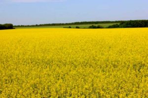 рапс сеют обычно после зерновых