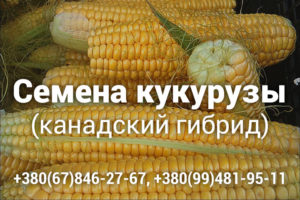 Высокоурожайный канадский гибрид кукурузы