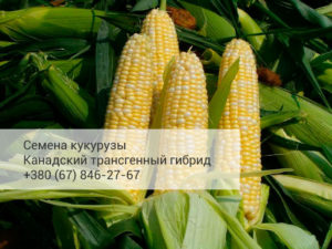 Высокоурожайный канадский гибрид кукурузы