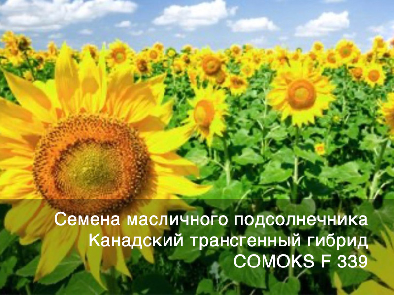 Семена масличного подсолнечника – канадский трансгенный гибрид COMOKS F 339
